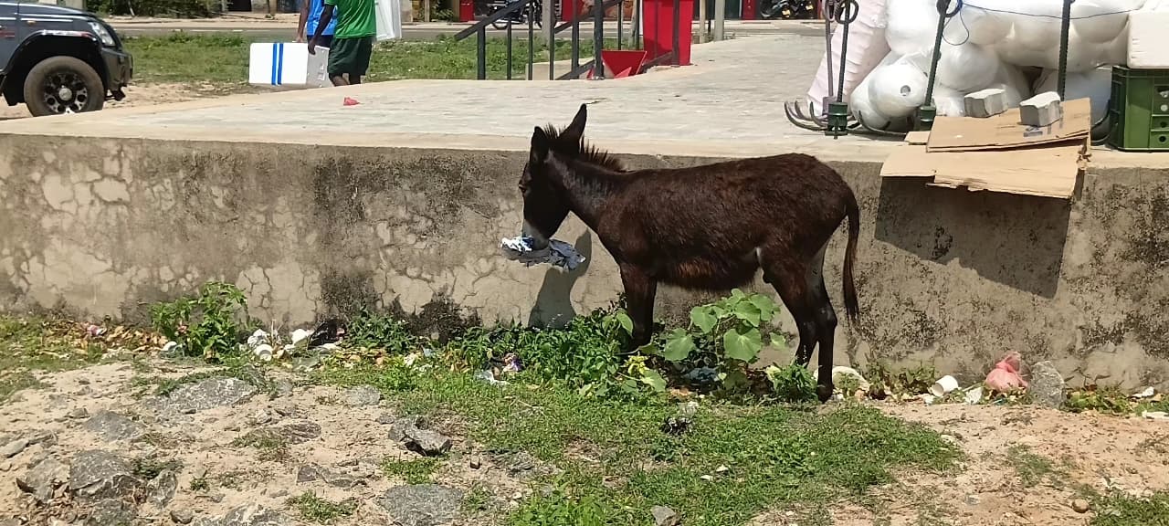 Donkey Rescue Sri Lanka
