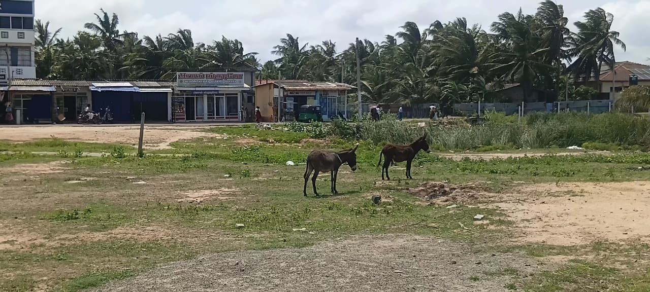 Donkey Rescue Sri Lanka