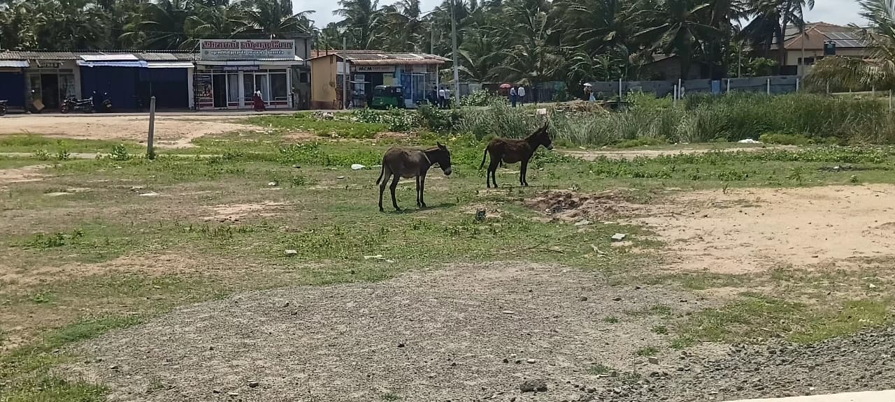 Donkey Rescue Sri Lanka