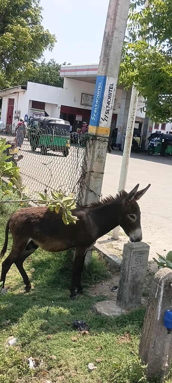 Donkey Rescue Sri Lanka