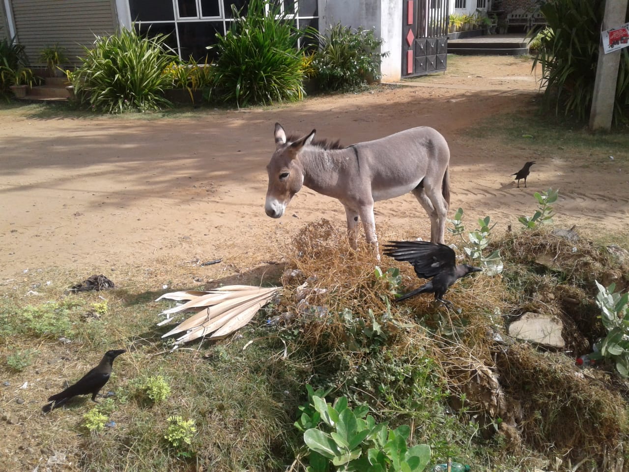 Donkey Sri Lanka