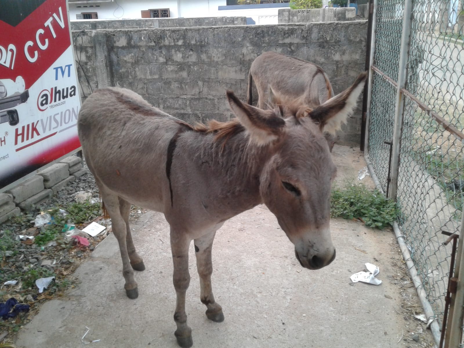 Donkey Sri Lanka