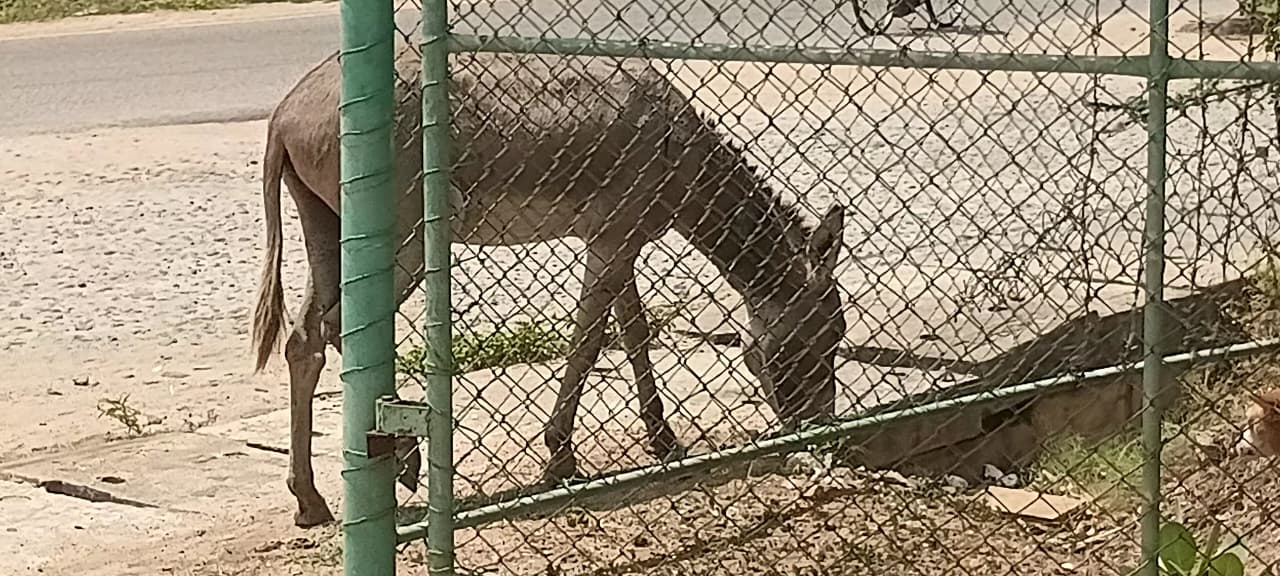 Donkey Rescue Sri Lanka
