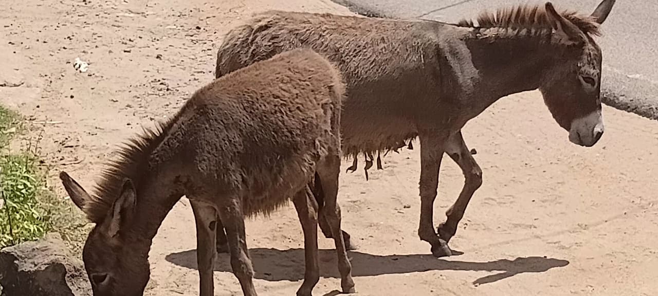 Donkey Rescue Sri Lanka