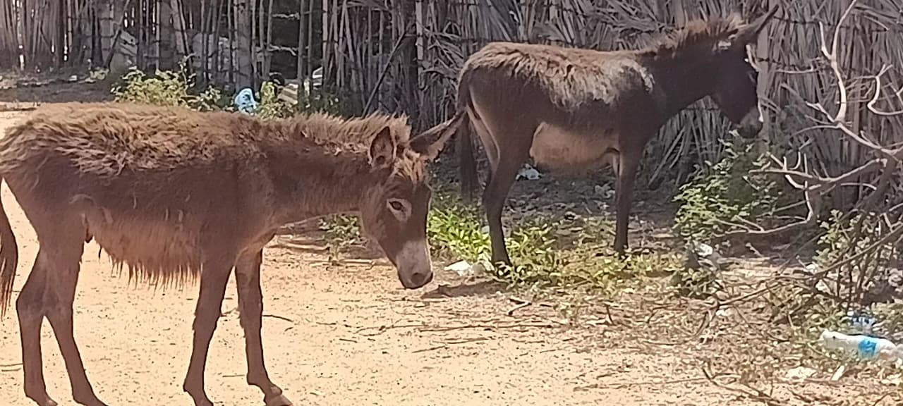 Donkey Rescue Sri Lanka