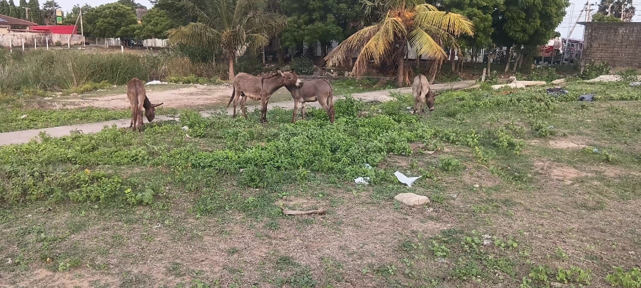 Donkey Rescue Sri Lanka