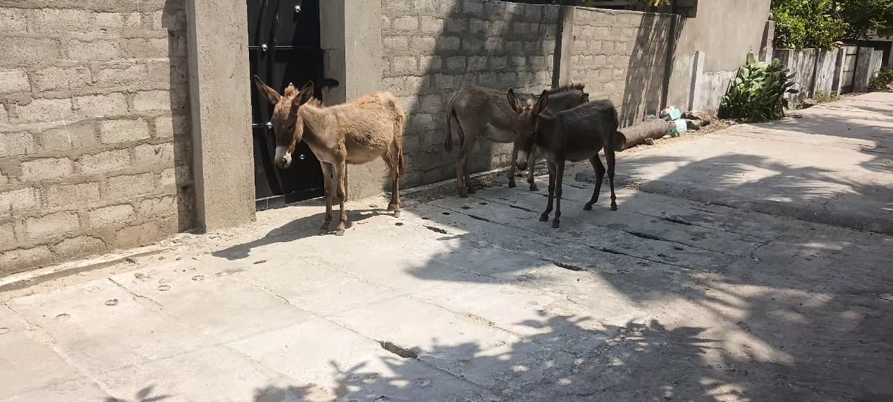 Donkey Rescue Sri Lanka
