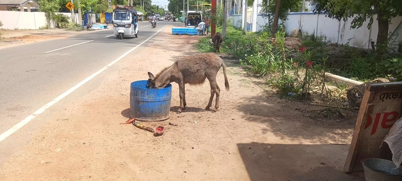 Donkey Rescue Sri Lanka