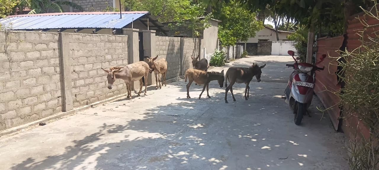 Donkey Rescue Sri Lanka