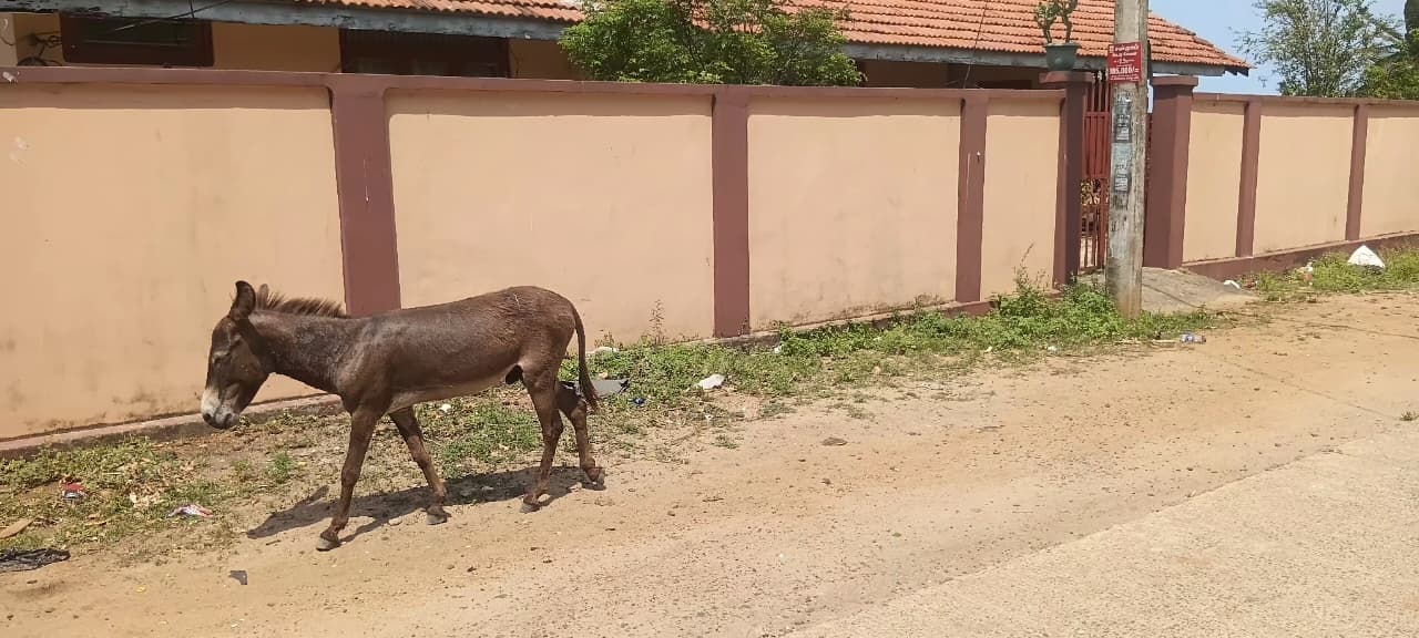 Donkey Rescue Sri Lanka