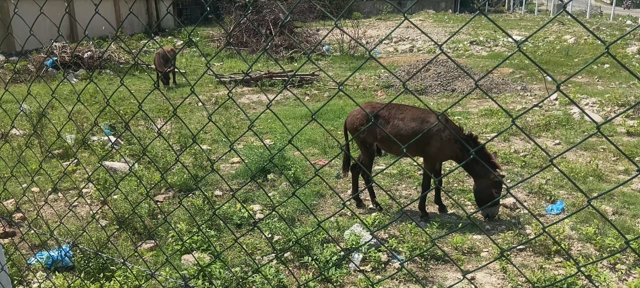 Donkey Rescue Sri Lanka