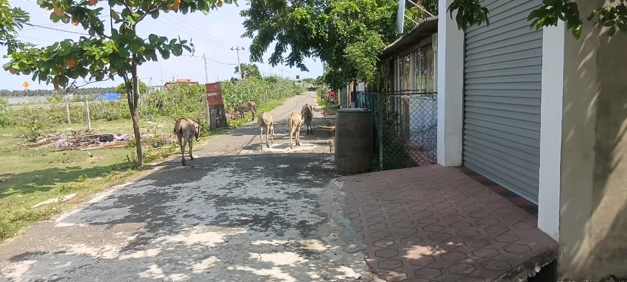 Donkey Rescue Sri Lanka
