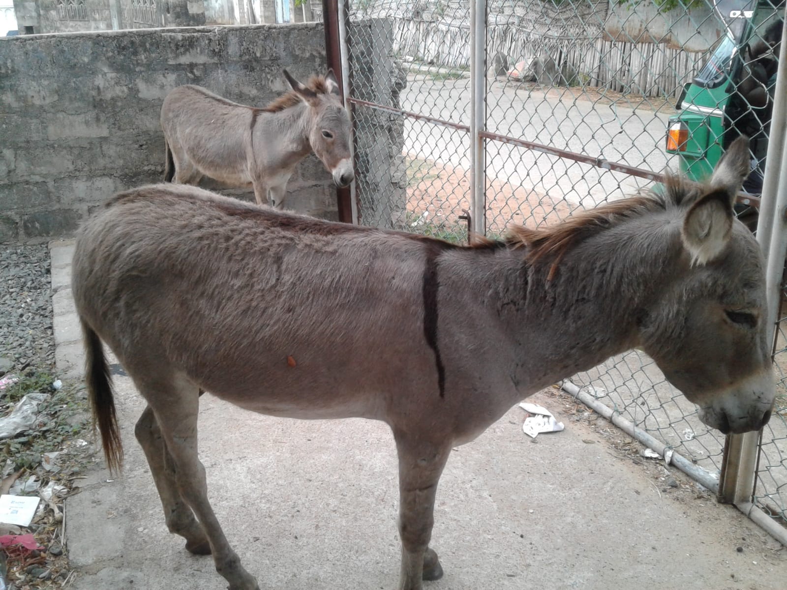 Donkey Sri Lanka