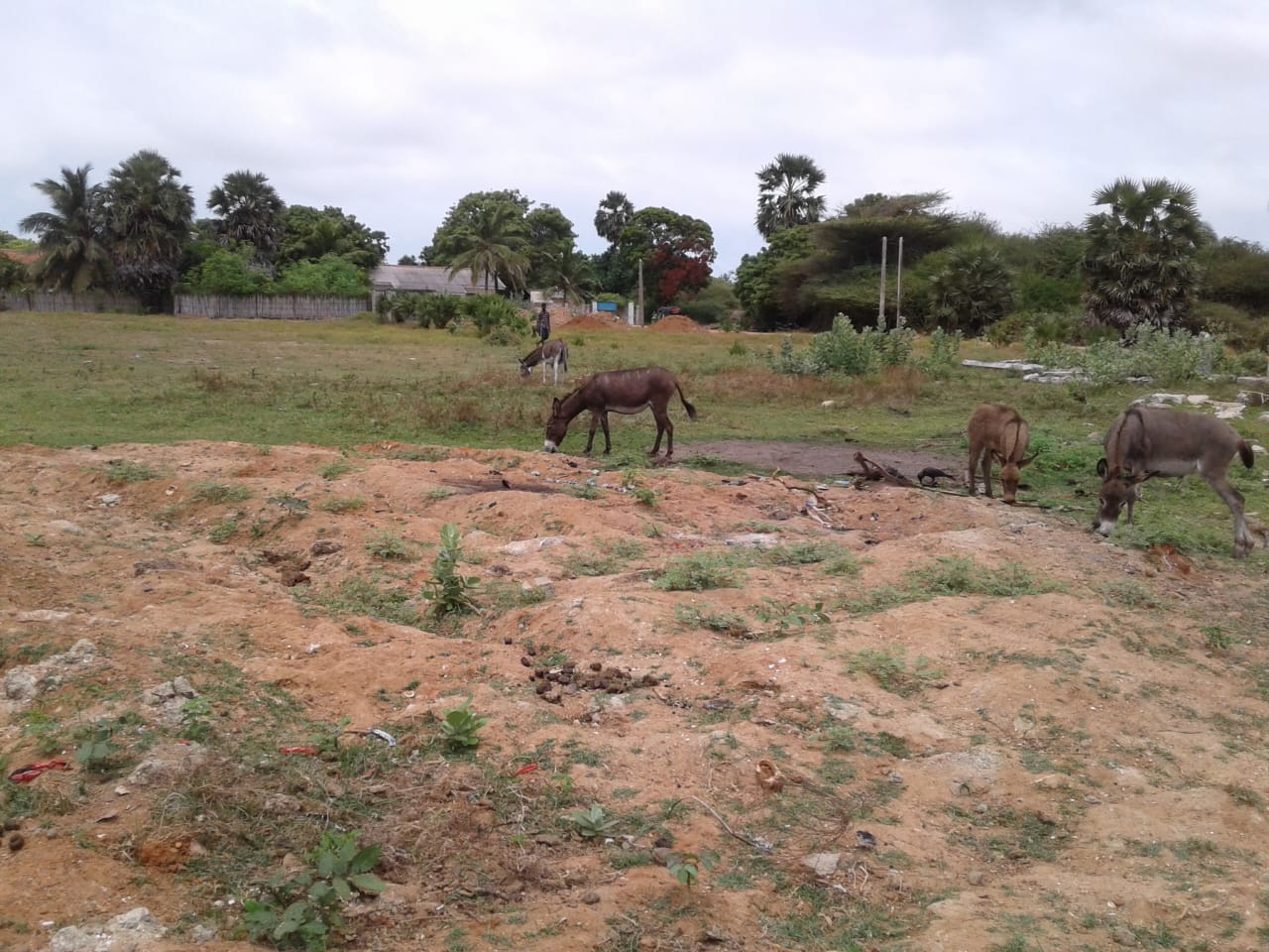 Donkey Sri Lanka