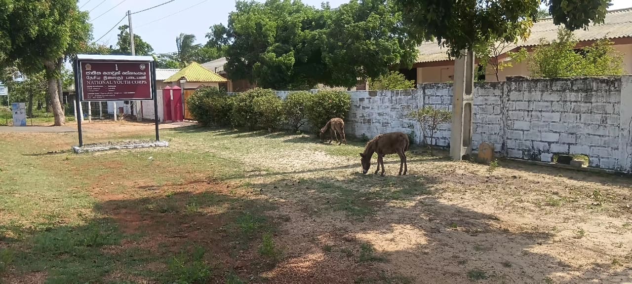 Donkey Rescue Sri Lanka