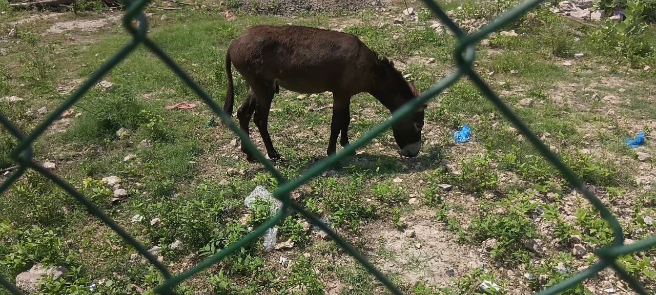 Donkey Rescue Sri Lanka