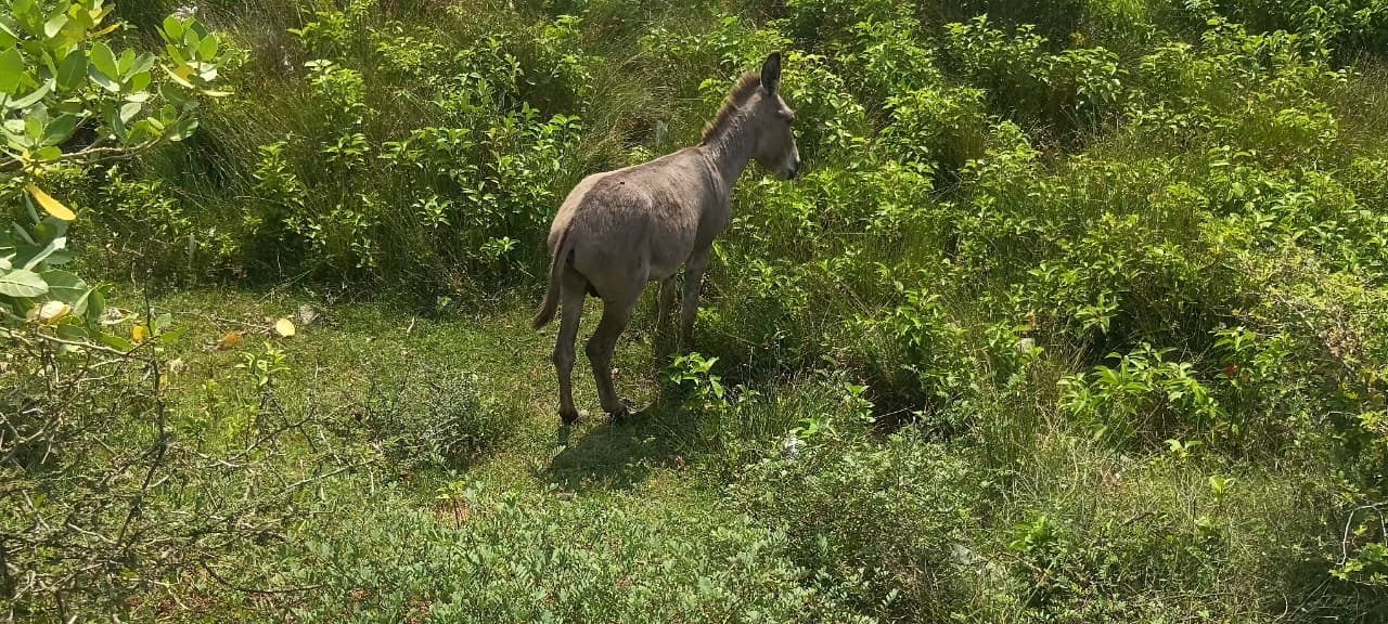 Donkey Rescue Sri Lanka