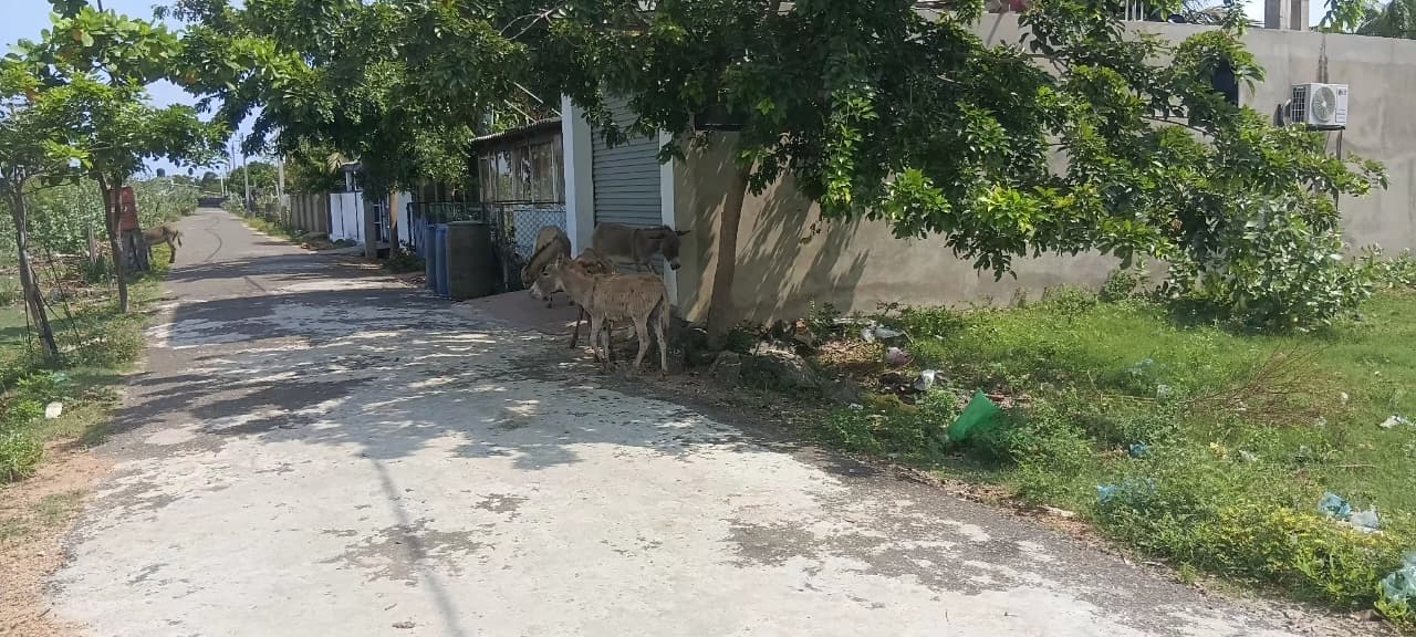Donkey Rescue Sri Lanka