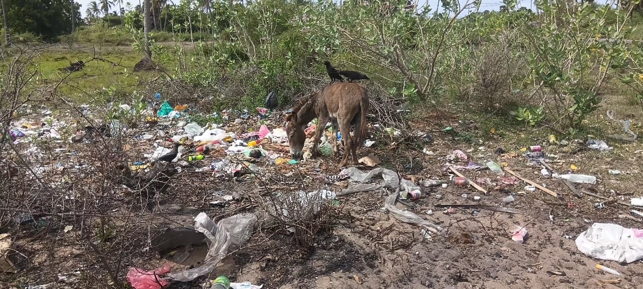 Donkey Rescue Sri Lanka