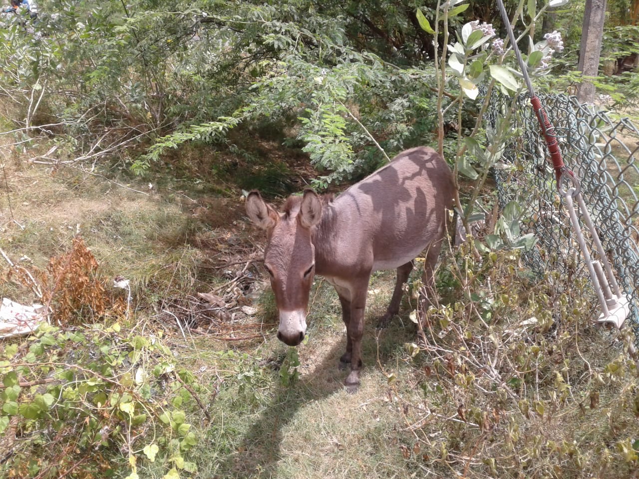 Donkey Sri Lanka