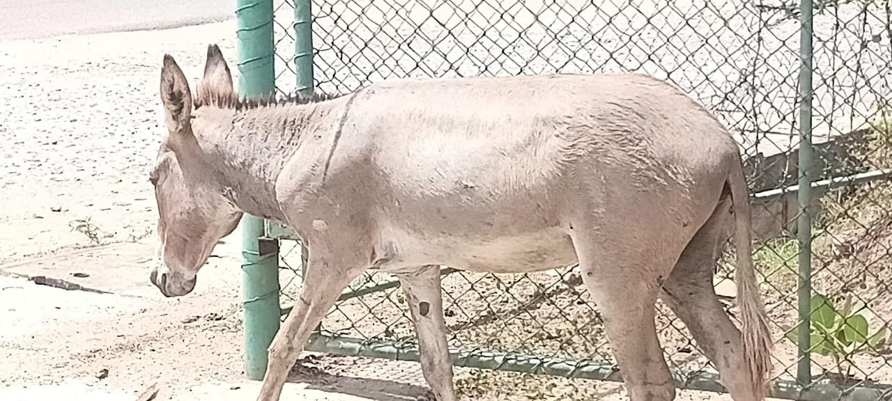 Donkey Rescue Sri Lanka