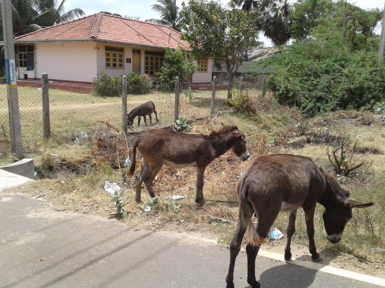 Donkey Sri Lanka