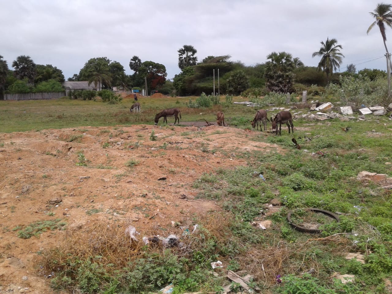 Donkey Sri Lanka
