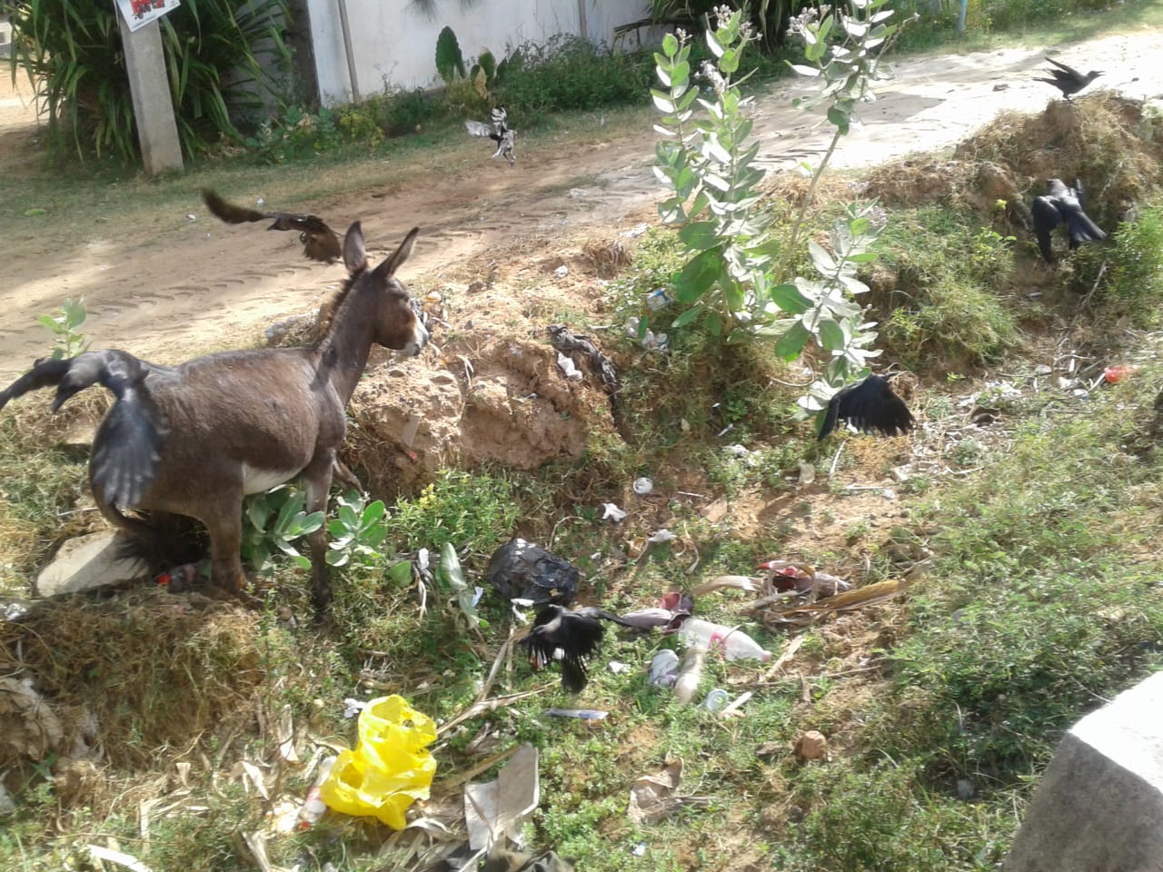 Donkey Sri Lanka
