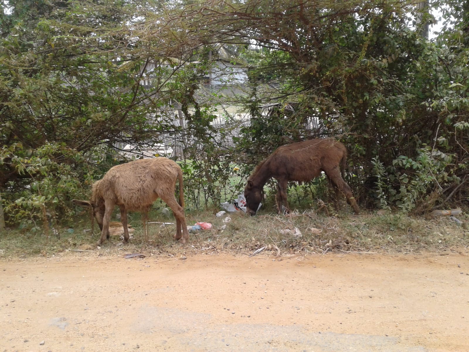 Donkey Sri Lanka