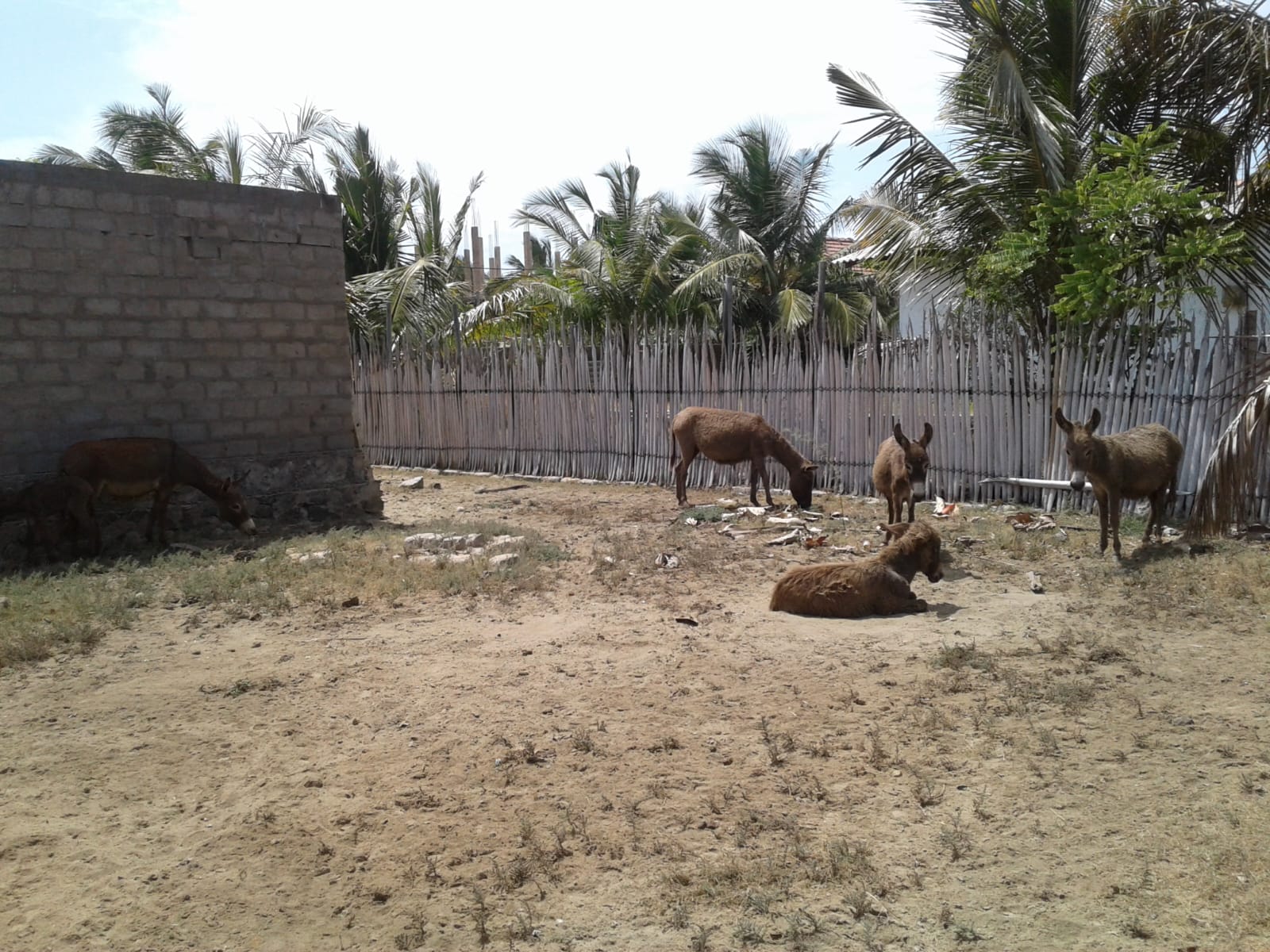 Donkey Sri Lanka