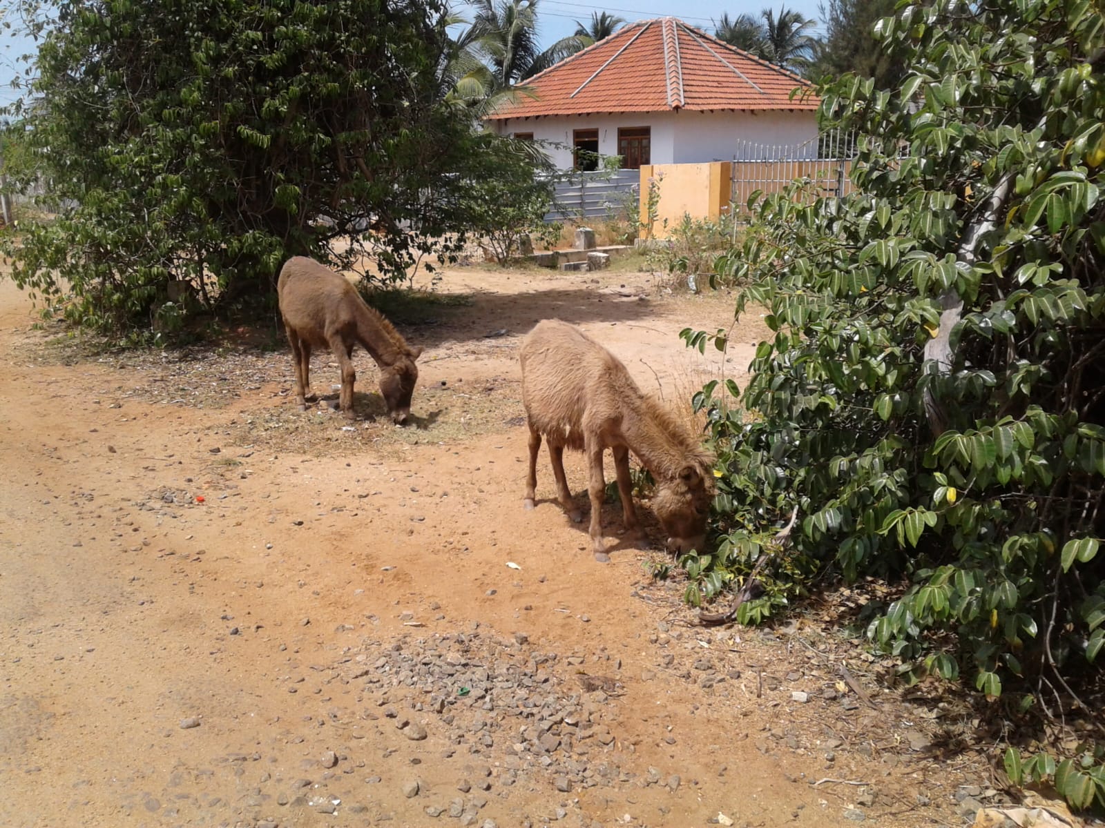 Donkey Sri Lanka